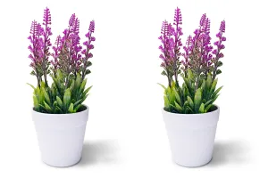 Decorative Lavender Combo